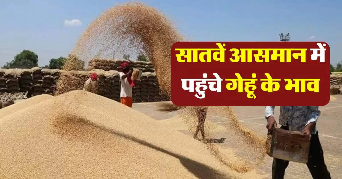 wheat price hike : गेहूं के भाव में तगड़ा उछाल, जानिये गेहूं के ताजा भाव