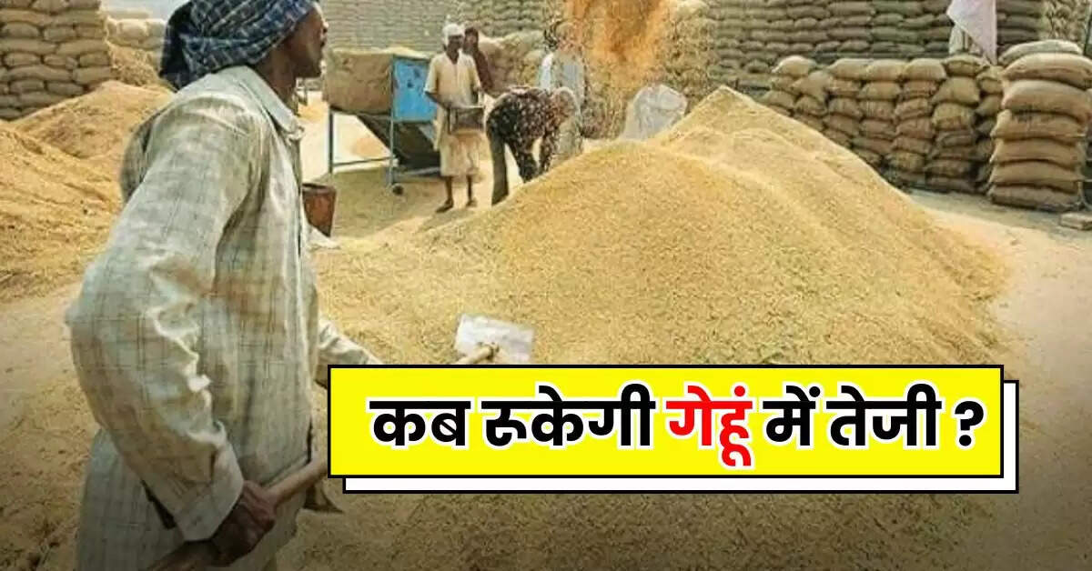 Wheat Price : कब रूकेगी गेहूं में तेजी, आटा मैदा के भाव सातवें आसामान में पहुंचे