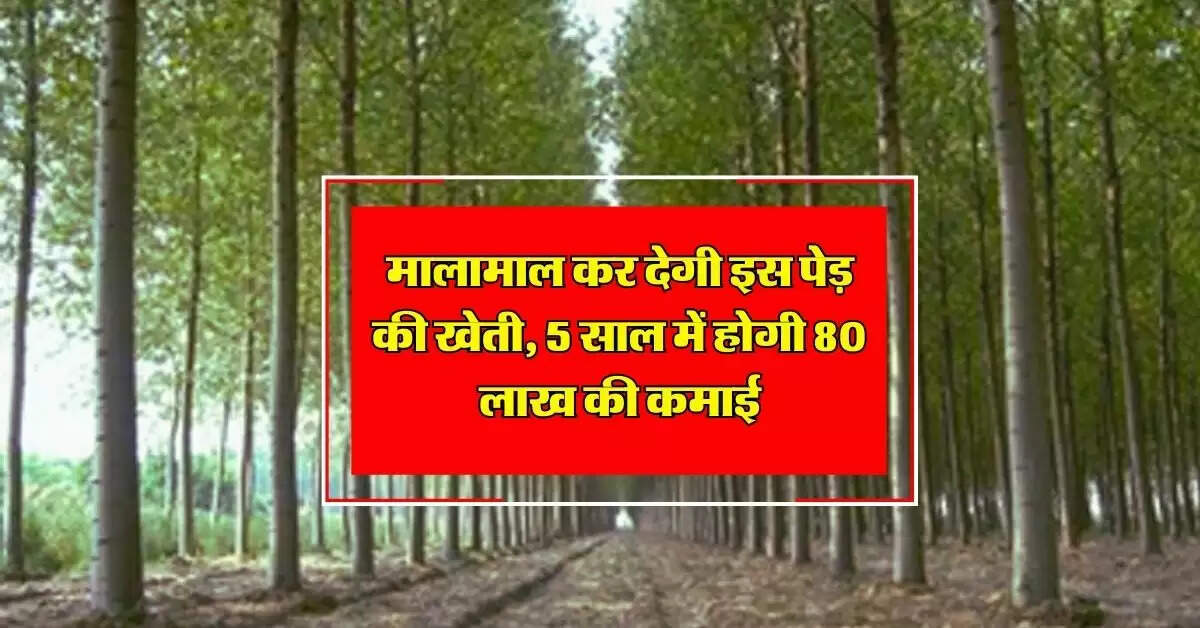 Tree Farming : मालामाल कर देगी इस पेड़ की खेती, 5 साल में होगी 80 लाख की कमाई