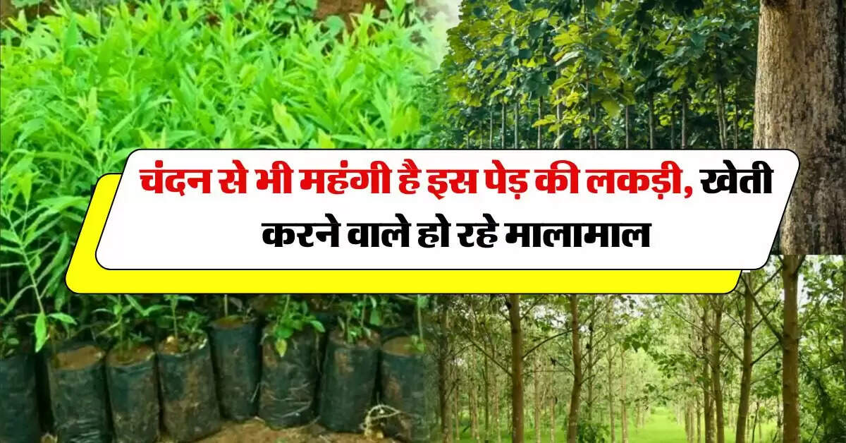 Business Idea : चंदन से भी महंगी है इस पेड़ की लकड़ी, खेती करने वाले हो रहे मालामाल