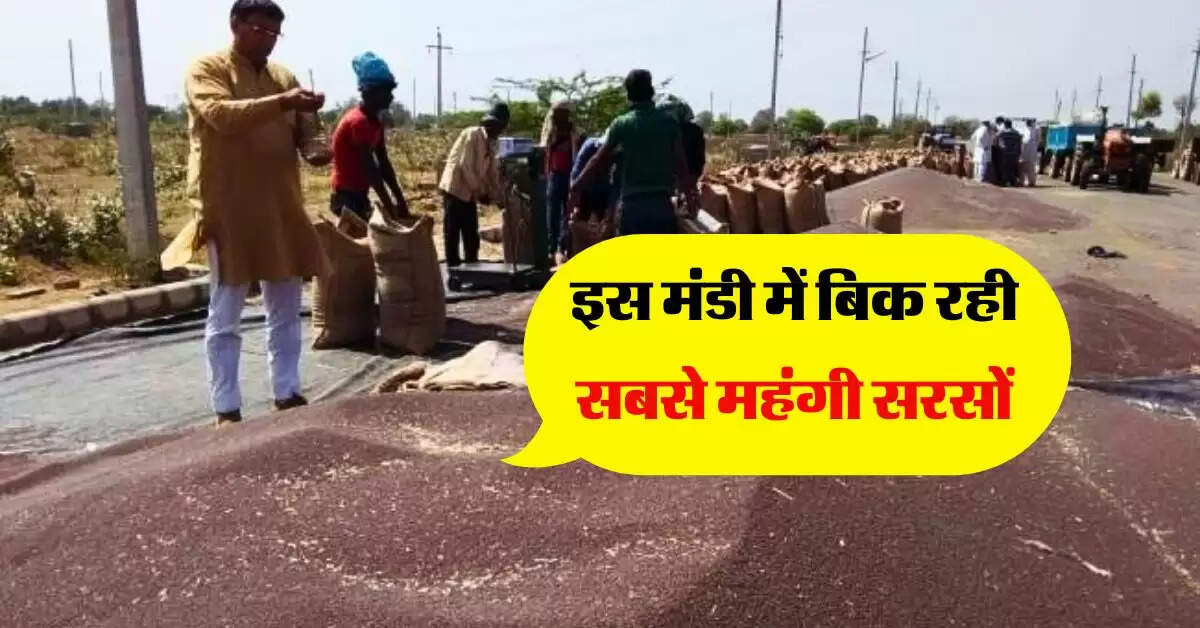 sarso ka bhav 27 october : इस मंडी में बिक रही सबसे महंगी सरसों, चेक करें नए रेट