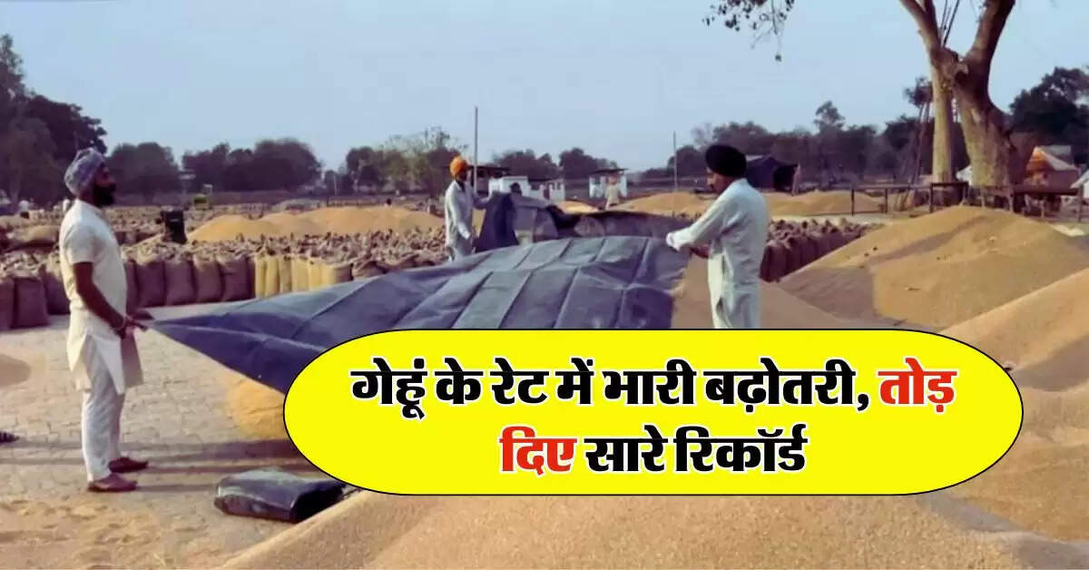 Wheat Price Today : गेहूं के रेट में भारी बढ़ोतरी, तोड़ दिए सारे रिकॉर्ड