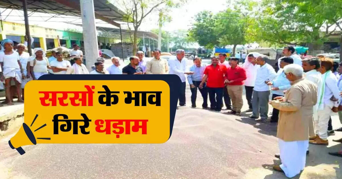sarso ka bhav 3 september : सरसों के भाव गिरे धड़ाम, जानिये आज के लेटेस्ट सरसों रेट