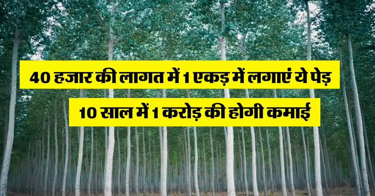 Tree farming : 40 हजार की लागत में 1 एकड़ में लगाएं ये पेड़, 10 साल में 1 करोड़ की होगी कमाई