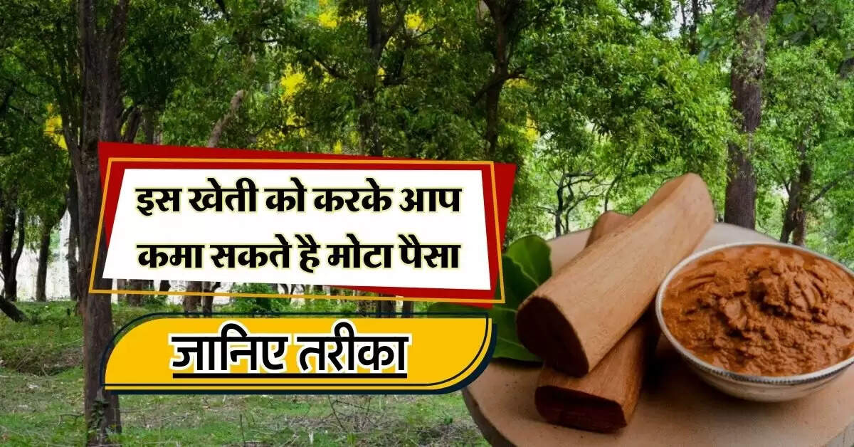 business idea : इस खेती को करके आप कमा सकते है मोटा पैसा, जानिए तरीका