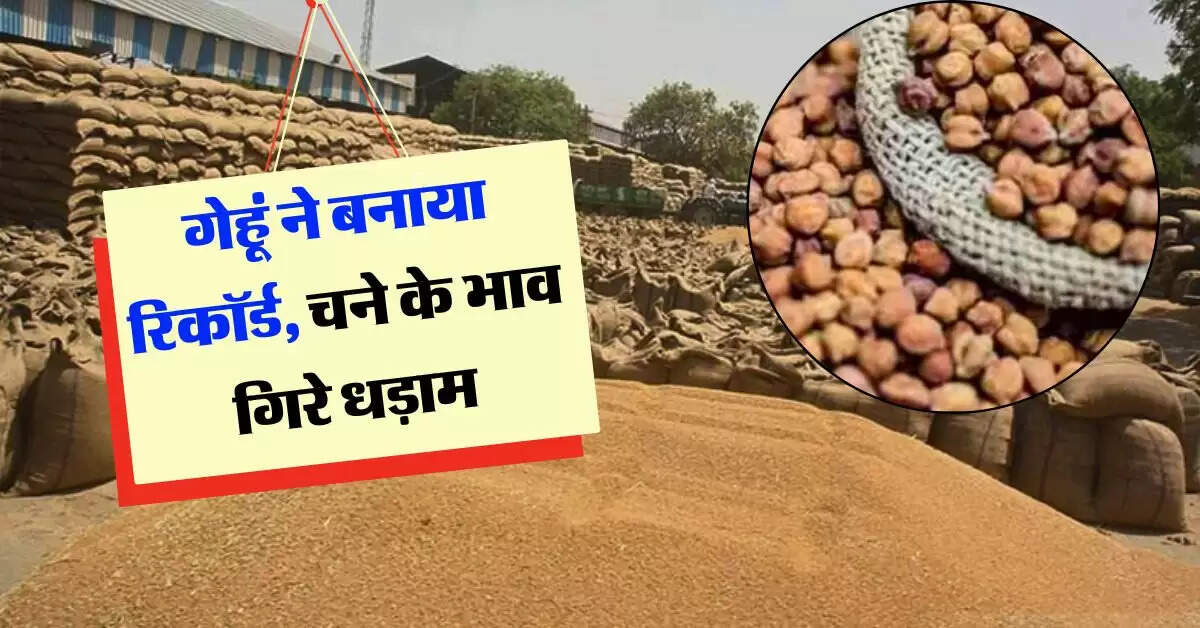 wheat price hike : गेहूं ने बनाया रिकॉर्ड, चने के भाव गिरे धड़ाम