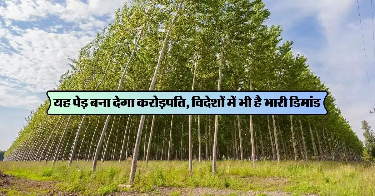 Tree Farming: यह पेड़ बना देगा करोड़पति, विदेशों में भी है भारी डिमांड, कम लागत में ऐसे करें खेती