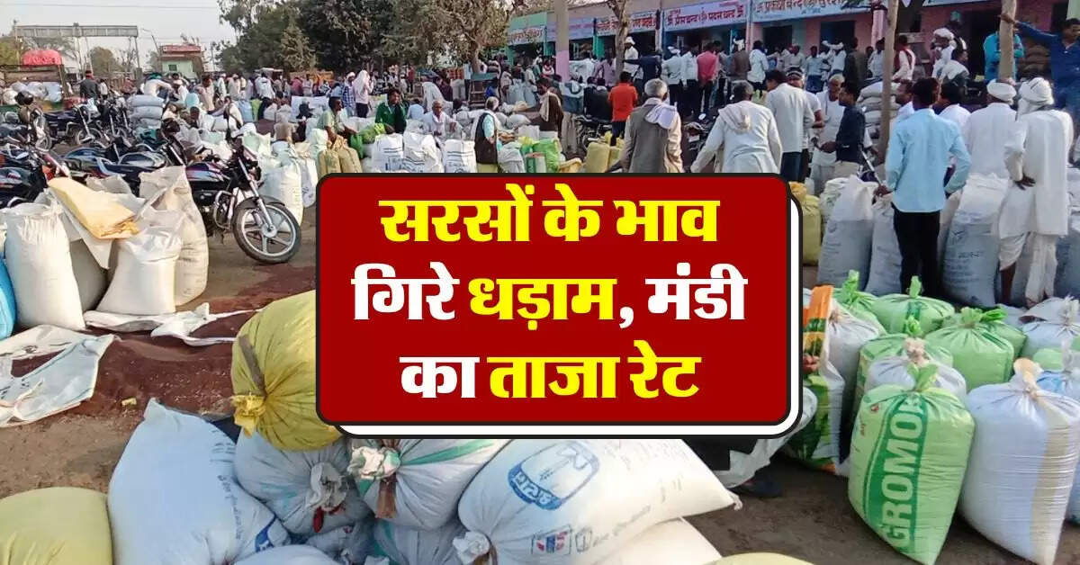 sarso ka bhav 02 August : आज फिर सरसों के रेट गिरे धड़ाम, जानिये आज का सरसों मंडी भाव