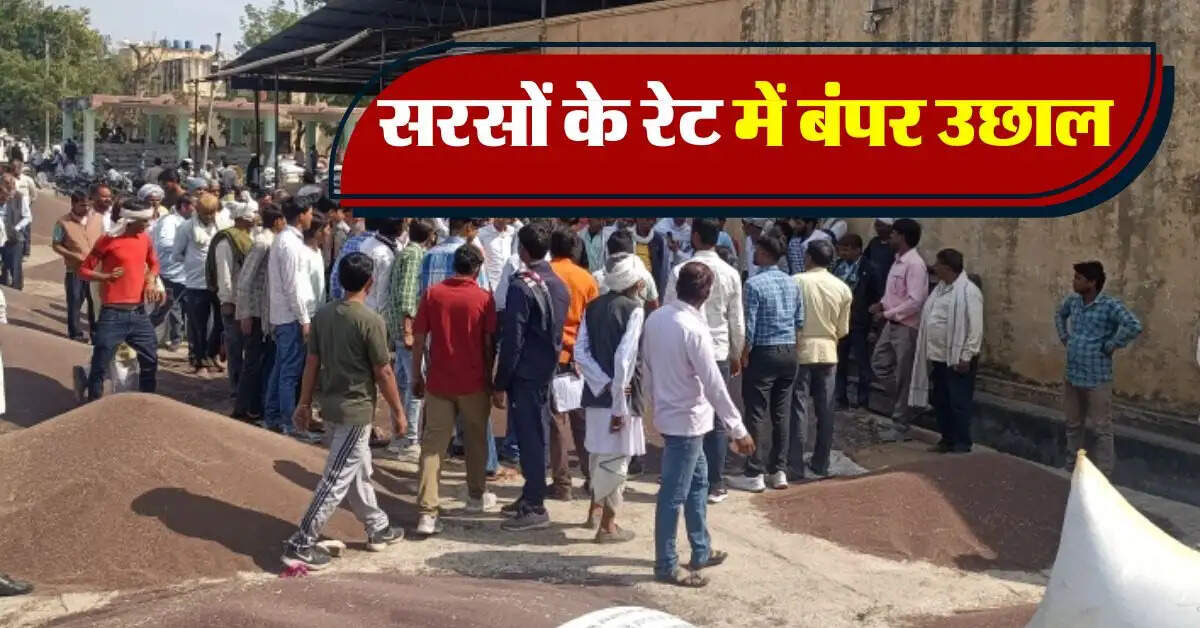 sarso ka bhav : सरसों के भाव में बंपर उछाल, इस मंडी में बिक रही सबसे महंगी सरसों