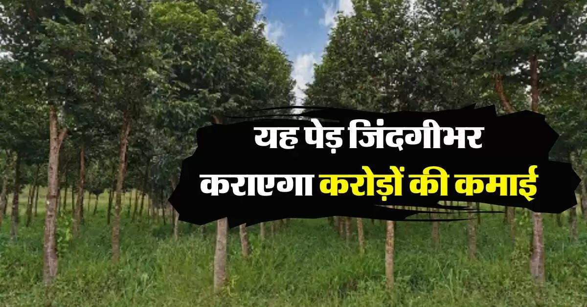 Tree farming : यह पेड़ जिंदगीभर कराएगा करोड़ों की कमाई, एक बार लगाकर हो जाएं टेंशन फ्री