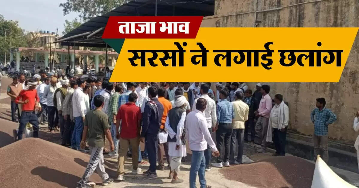 sarso ka bhav : सरसों ने लगाई छलांग, जानिये देशभर की मंडियों में आज का सरसों भाव