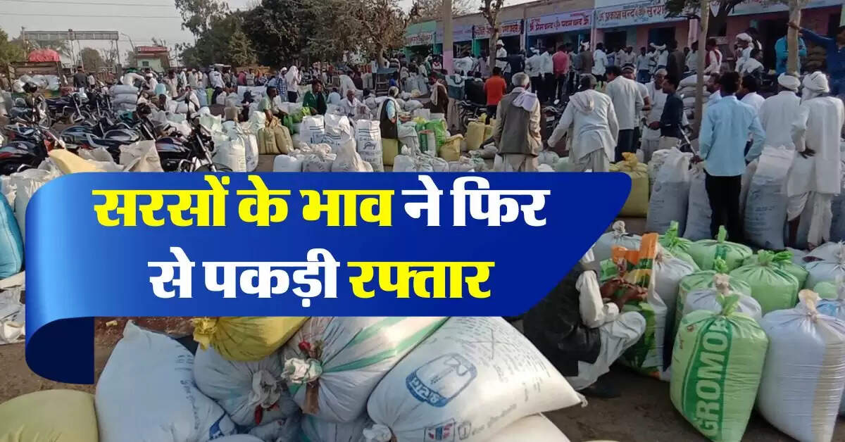 sarso ka bhav 28 august : सरसों के भाव ने फिर से पकड़ी रफ्तार, जानिये आज का सरसों भाव
