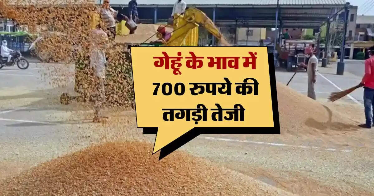 wheat price today : गेहूं के भाव में 700 रुपये की तगड़ी तेजी, अब इतने रुपये क्विंटल हो गए रेट
