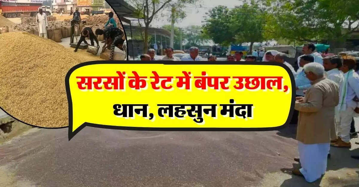 sarso ka bhav : सरसों के रेट में बंपर उछाल, धान, लहसुन मंदा