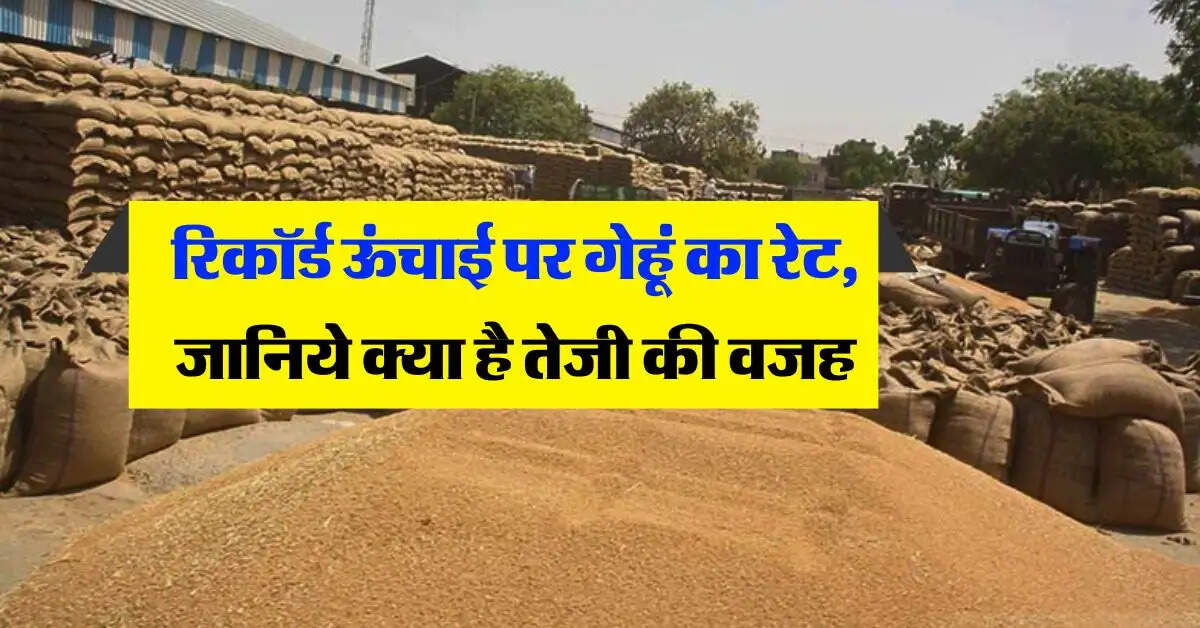 wheat price hike : रिकॉर्ड ऊंचाई पर गेहूं का रेट, जानिये क्या है तेजी की वजह