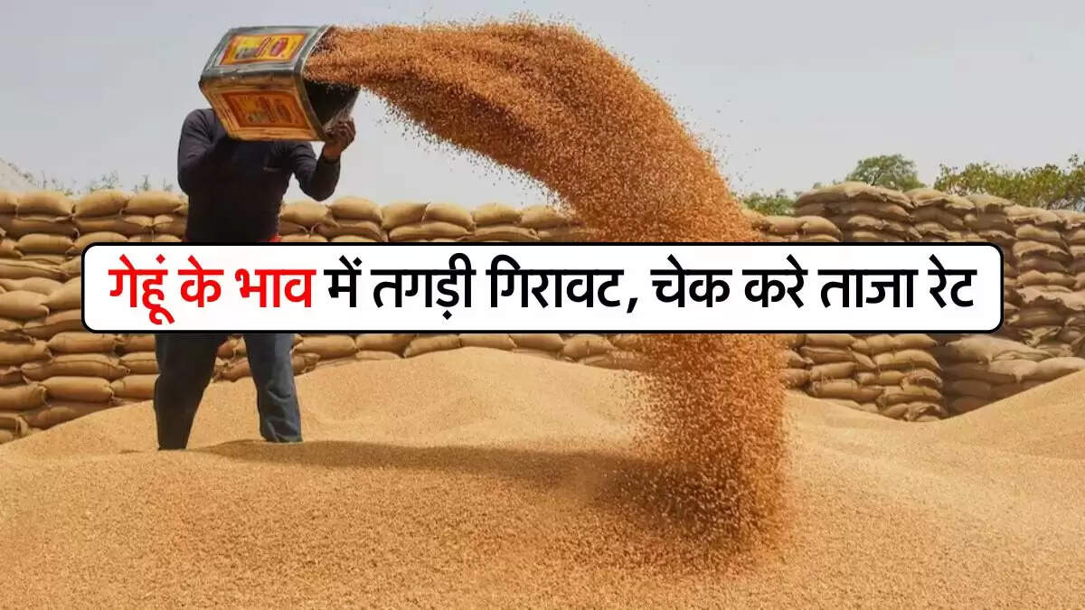 Gehu ka Bhav : गेहूं के भाव में तगड़ी गिरावट, चेक करे ताजा रेट