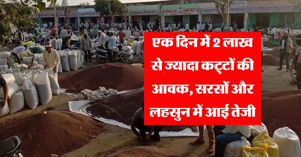 sarson ka bhav : एक दिन में 2 लाख से ज्यादा कट्टों की आवक, सरसों और लहसुन में आई तेजी, जानें लेटेस्ट रेट