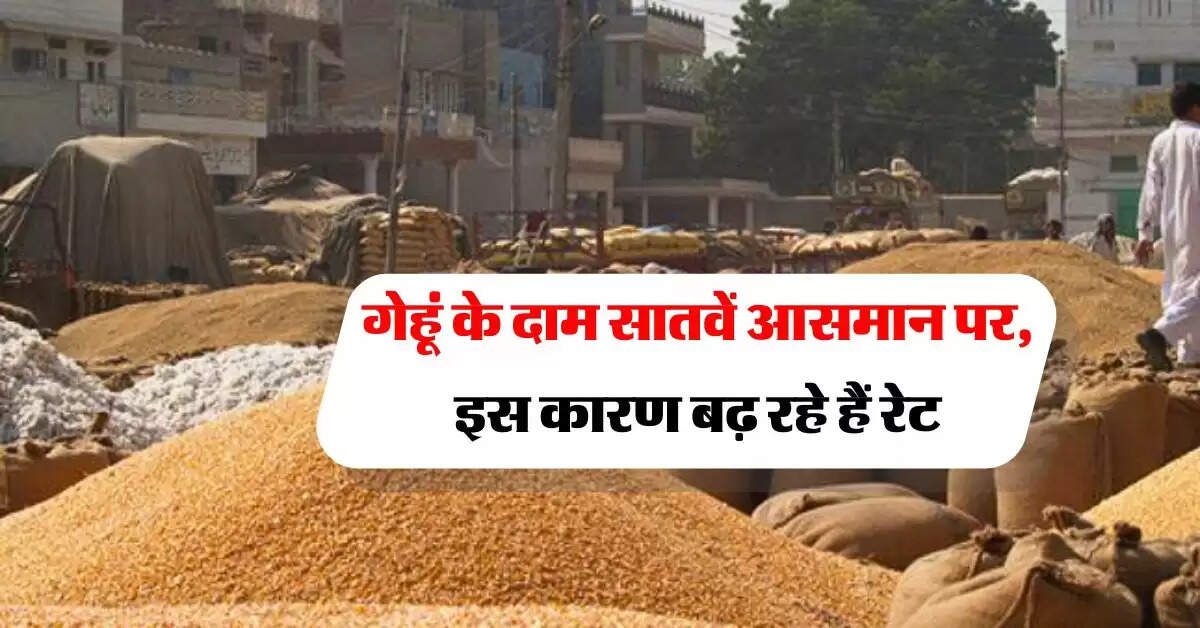 wheat price : गेहूं के दाम सातवें आसमान पर, इस कारण बढ़ रहे हैं रेट