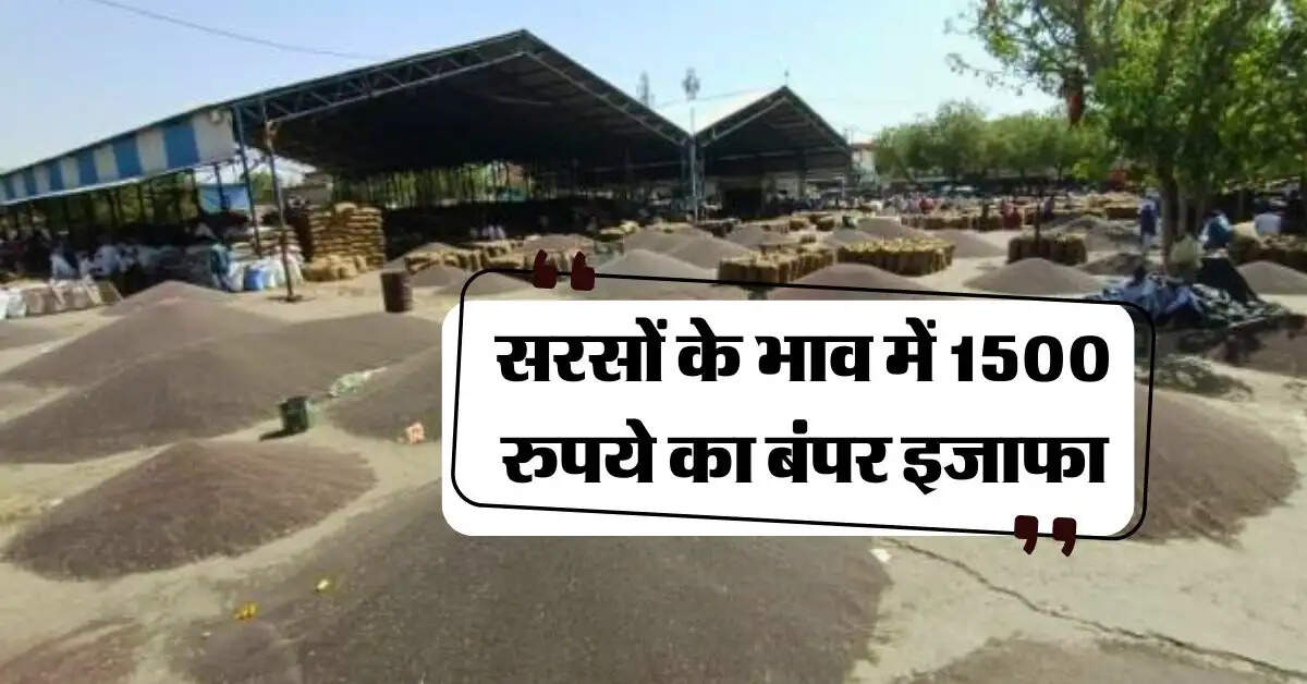 sarso ka bhav 21 october : सरसों के भाव में 1500 रुपये का बंपर इजाफा, चेक करें नए रेट