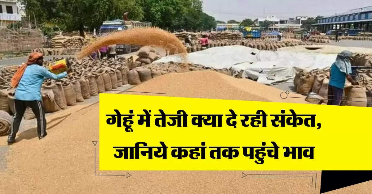 wheat price : गेहूं में तेजी क्या दे रही संकेत, जानिये कहां तक पहुंचे भाव