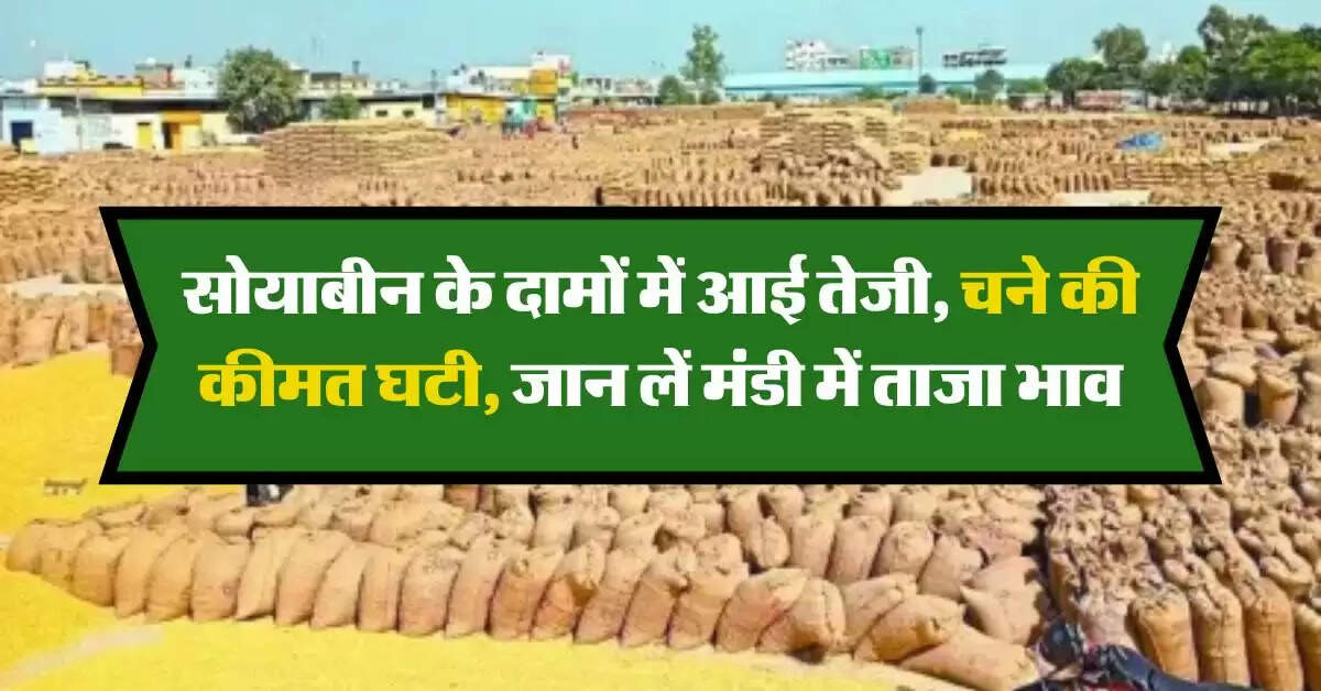 Kota Mandi Bhav : सोयाबीन के दामों में आई तेजी, चने की कीमत घटी, जान लें मंडी में ताजा भाव