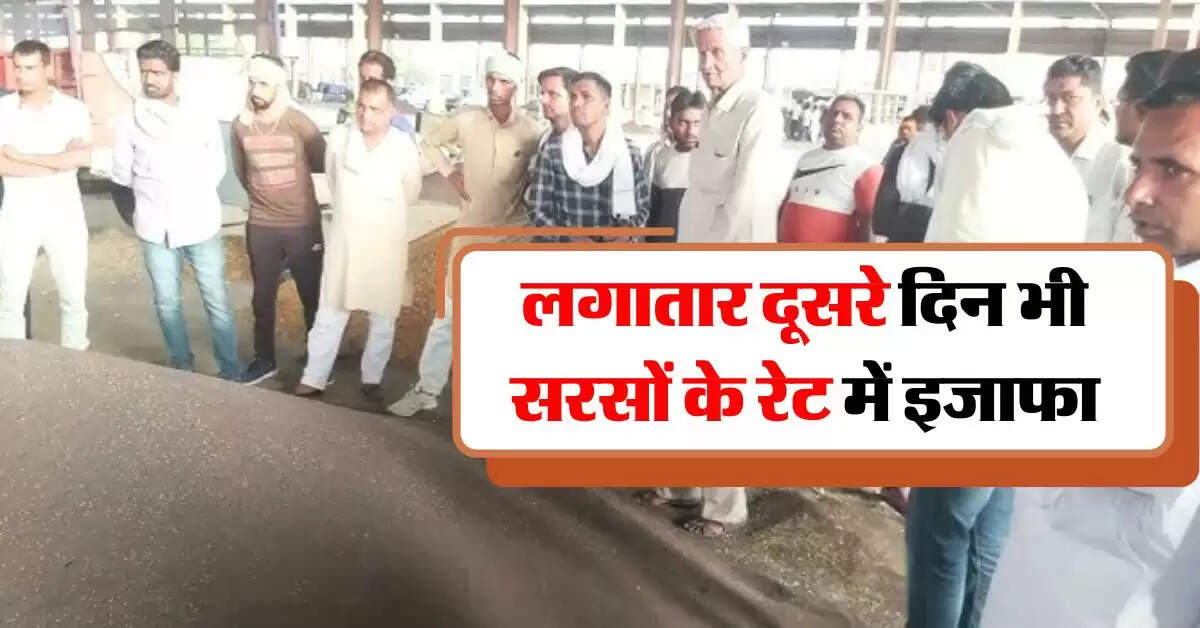 sarso ka bhav 21 august : लगातार दूसरे दिन भी बढ़े सरसों भाव, फटाफट चेक करें आज के सरसों रेट