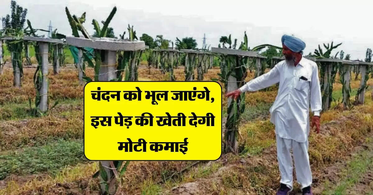 Tree Farming : चंदन को भूल जाएंगे, इस पेड़ की खेती देगी मोटी कमाई