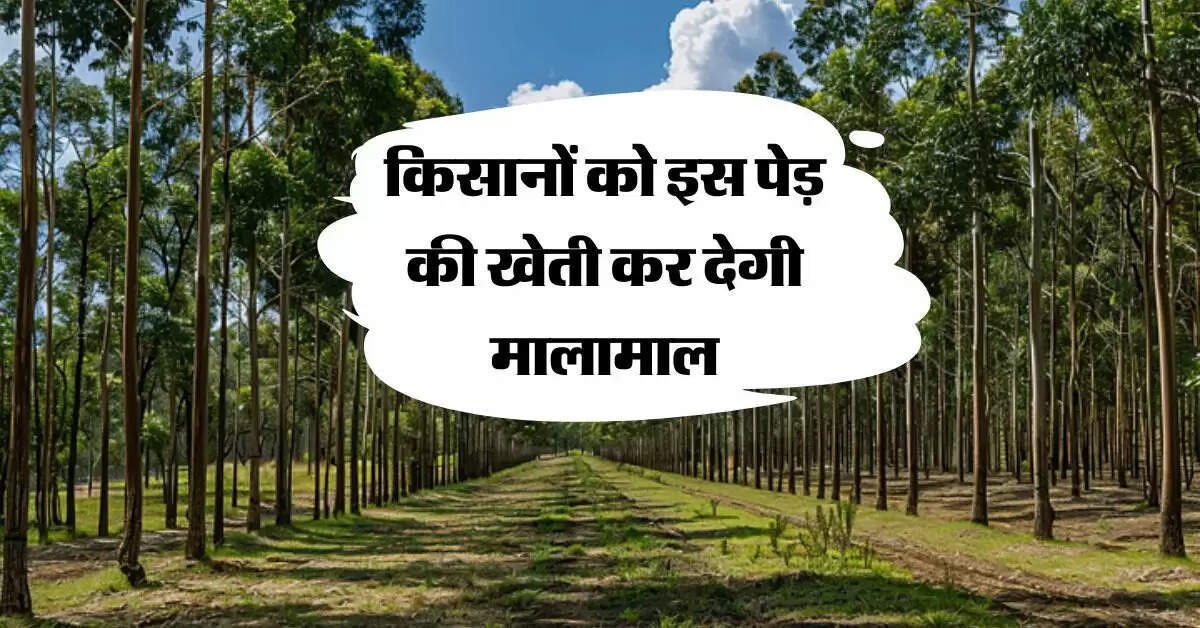 Tree Farming : किसानों को इस पेड़ की खेती कर देगी मालामाल, मार्केट में लकड़ी की रहती है भारी डिमांड 
